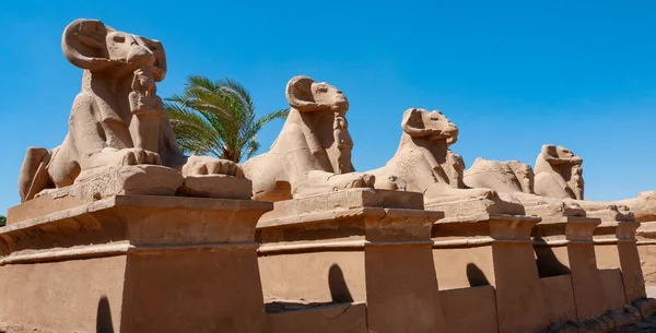 Egito Luxor Março 2019 Avenue Ram Headed Sphinxes Karnak Luxor — Fotografia de Stock