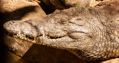 Mısır 'ın Nil kıyılarında bulunan Büyük Nil Timsahı (Crocodylus niloticus)