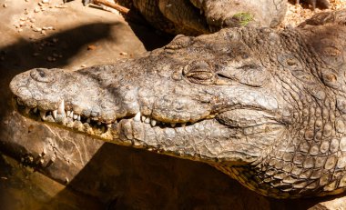 Mısır 'ın Nil kıyılarında bulunan Büyük Nil Timsahı (Crocodylus niloticus)