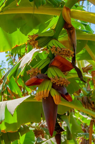 ナイル川のほとりにエジプトのバナナ農園を開花させる — ストック写真