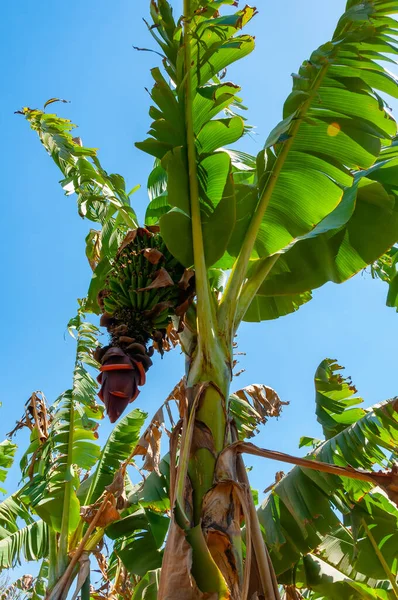 Plantation Florissante Bananes Egypte Sur Les Rives Nil — Photo