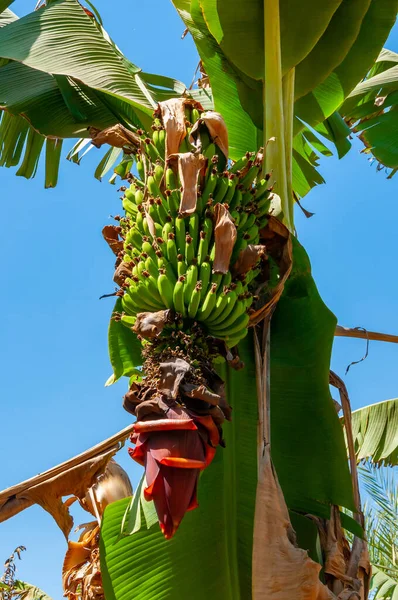 Plantação Banana Florescente Egito Nas Margens Nilo — Fotografia de Stock