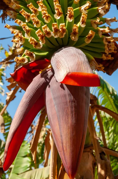 Kwitnąca Plantacja Bananów Egipcie Nad Brzegiem Nilu — Zdjęcie stockowe