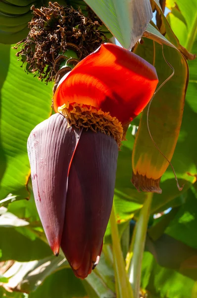 Bloeiende Bananenplantage Egypte Aan Oevers Van Nijl — Stockfoto
