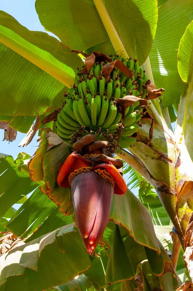 Plantação Banana Florescente Egito Nas Margens Nilo — Fotografia de Stock