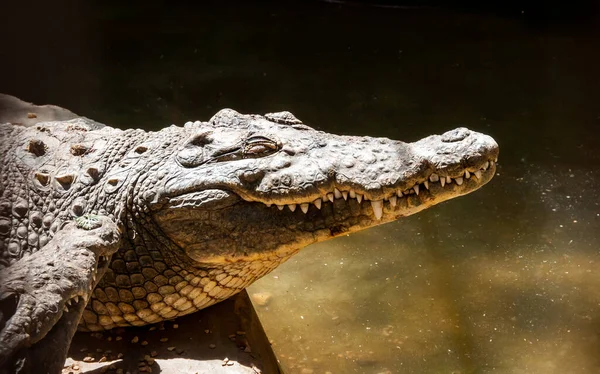 Nagy Nílusi Krokodil Crocodylus Niloticus Egyiptomban Nílus Partján — Stock Fotó