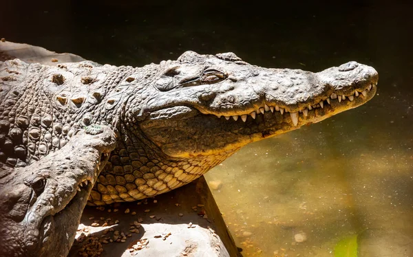 Grande Crocodilo Nilo Crocodylus Niloticus Egito Nas Margens Nilo — Fotografia de Stock