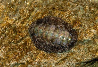 Vaillants chiton (Acanthopleura vaillanti), mercanlardan algler kazır. Kızıl Deniz, Mısır