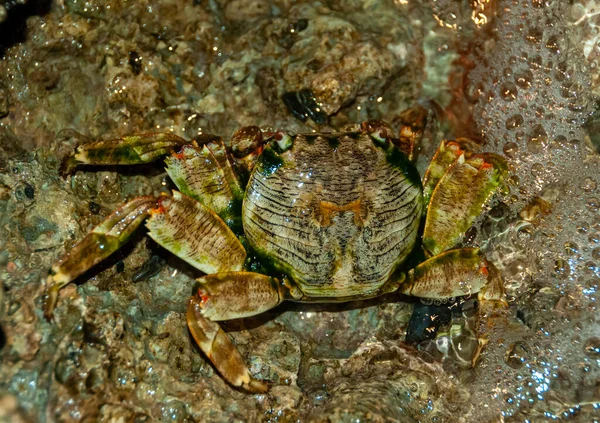 在红海的沿海珊瑚礁区 沿海蟹隐藏在石头和沙子中 — 图库照片