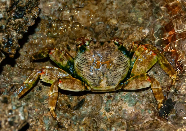 Crabe Côtier Cache Entre Les Pierres Sable Dans Zone Côtière — Photo