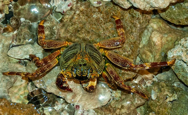 Crabe Côtier Cache Entre Les Pierres Sable Dans Zone Côtière — Photo