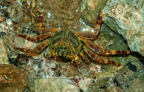在红海的沿海珊瑚礁区 沿海蟹隐藏在石头和沙子中 — 图库照片