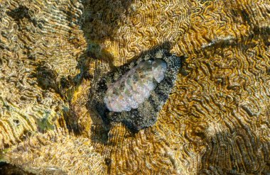 Vaillants chiton (Acanthopleura vaillanti), mercanlardan algler kazır. Kızıl Deniz, Mısır