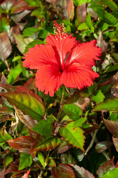 Hibiscus Rosa Красный Китайский Гибискус Египет — стоковое фото