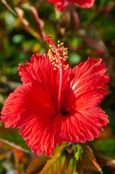 Hibiscus Rosa Vörös Kínai Hibiszkusz Egyiptom — Stock Fotó