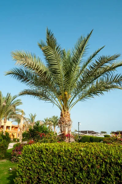 Palm Trees Interior Hotel Marsa Alama Egypt — Stock Photo, Image
