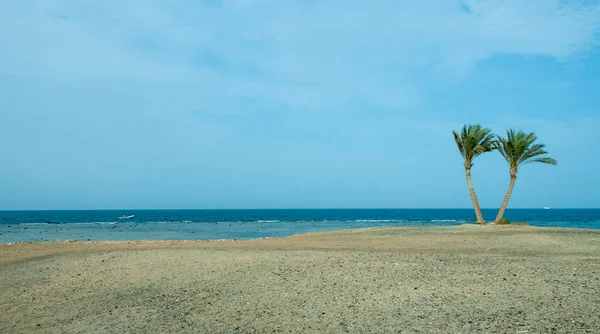 stock image Lonely palm trees on the shore near the coral reef against the background of the cloudy sky