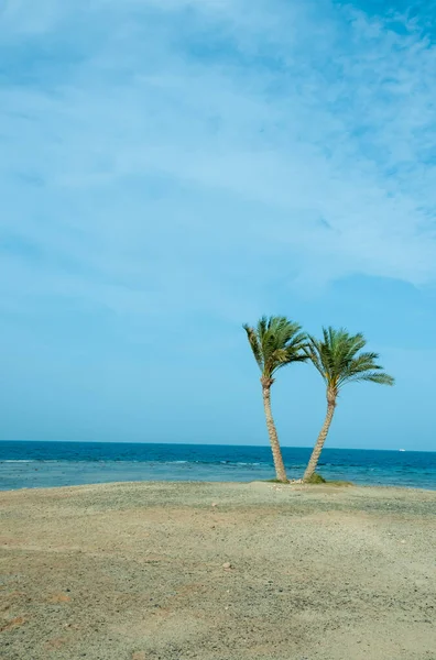 Одинокие Пальмы Берегу Кораллового Рифа Фоне Облачного Неба — стоковое фото