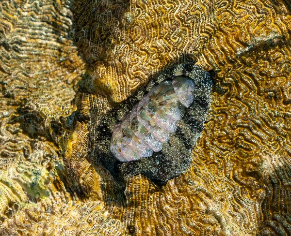 Vaillants Chiton Acanthopleura Vaillanti Соскребающий Водоросли Кораллов Красное Море Египет — стоковое фото