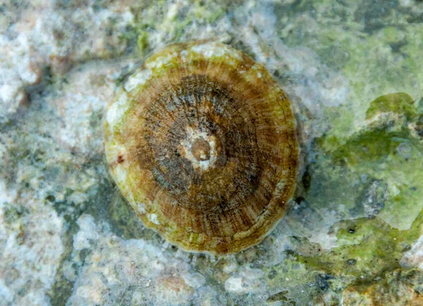 Weichtiere Patella Auf Einem Stein Küstennähe Roten Meer — Stockfoto