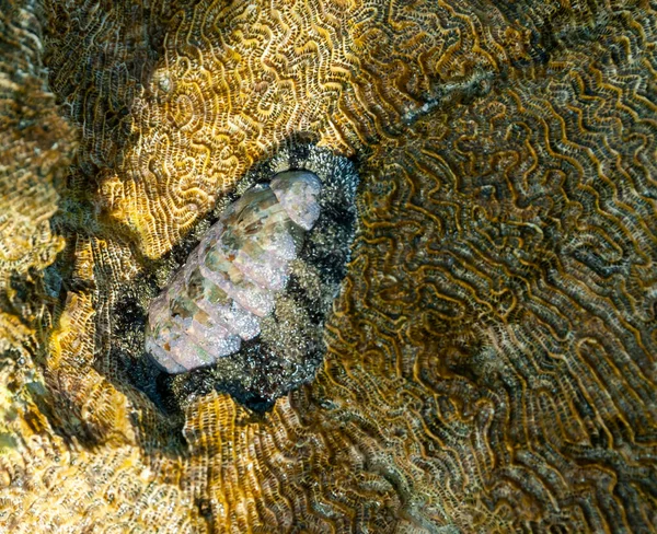 Vaillants Chiton Acanthopleura Vaillanti Raspando Algas Corales Mar Rojo Egipto —  Fotos de Stock