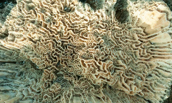 Известняковый Скелет Мертвых Кораллов Марса Алам Абу Дабаб Египет — стоковое фото