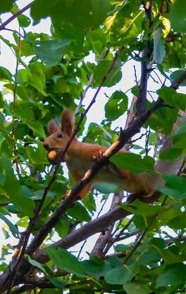 Rotes Eichhörnchen Auf Einem Baum Frisst Eine Walnuss Ukraine — Stockfoto