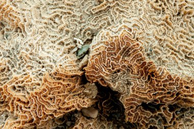 Ölü mercanların nasırlı iskeleti. Marsa Alam, Abu Dabab, Mısır