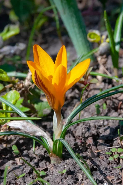 Crocus Jaune Fleurit Printemps Dans Jardin — Photo