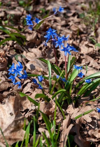 Scilla Bifolia Asparagaceae Planta Com Flores Azuis Início Primavera — Fotografia de Stock