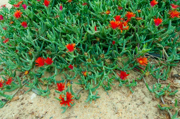 Malephora Crocea Έδαφος Καλλωπιστικό Φυτό Κόκκινα Λουλούδια Κοντά Ξενοδοχείο Στο — Φωτογραφία Αρχείου