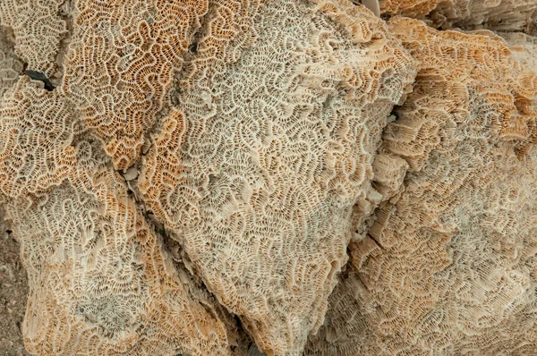 Спокійний Скелет Мертвих Коралів Марса Алам Абу Дабаб Єгипет — стокове фото