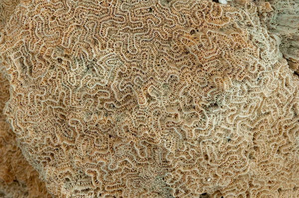 Kalkhaltiges Skelett Toter Korallen Marsa Alam Abu Dabab Ägypten — Stockfoto