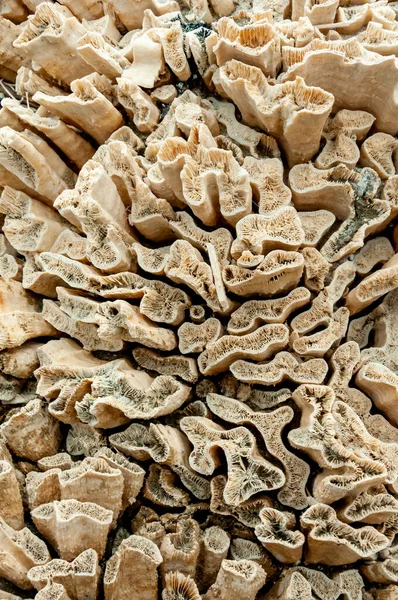 Calcareous Skeleton Dead Corals Marsa Alam Abu Dabab Egypt — Stock Photo, Image