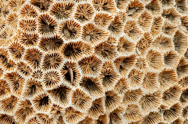 Ölü mercanların nasırlı iskeleti. Marsa Alam, Abu Dabab, Mısır