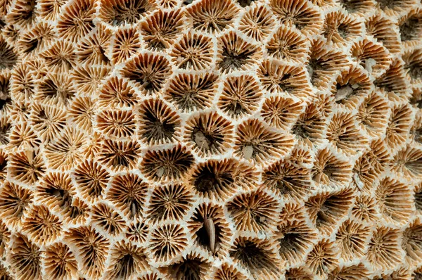 Esqueleto Calcáreo Corales Muertos Marsa Alam Abu Dabab Egipto —  Fotos de Stock