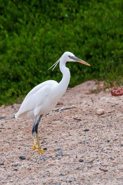White Heron Bird Hunts Sandy Shore Red Sea Marsa Alam — Stock Photo, Image