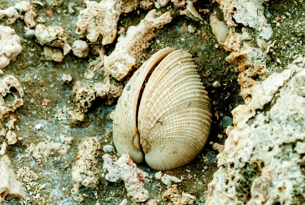 Caparazón Molusco Bivalvo Muerto Encarnado Monolito Coral Orillas Del Mar — Foto de Stock