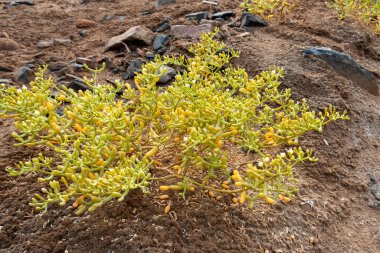 Kızıl Deniz kıyısındaki Mısır çölünde sarı sulu tuza dayanıklı bitki.
