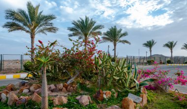 EGYPT - 27 Şubat 2019: Mısır 'ın Marsa Alama kentindeki bir otelin iç bahçesindeki bir çiçek tarlasında kaktüs.