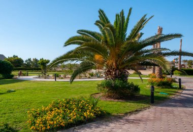 Mısır 'ın Marsa Alama kentindeki otelin içindeki palmiye ağaçları