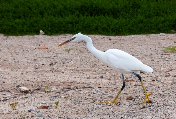 White Heron Bird Hunts Sandy Shore Red Sea Marsa Alam — Stock Photo, Image