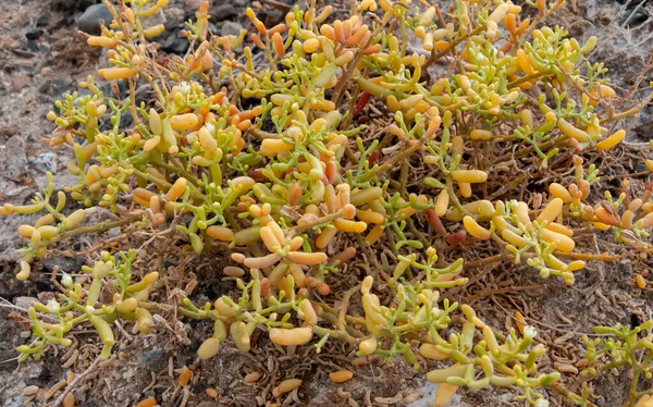 紅海沿岸近くのエジプト砂漠の黄色多肉植物塩耐性植物 — ストック写真