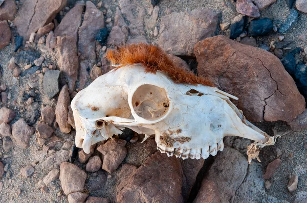 White animal skull with preserved skin in the desert in Egypt