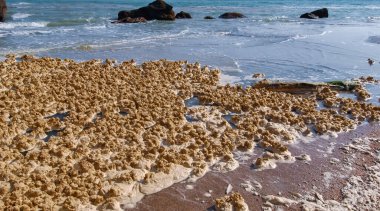 Kirli köpük ve su kirliliği ve Ukrayna 'nın Odessa kentindeki plajları kumla doldurduktan sonra ötrofikasyon.