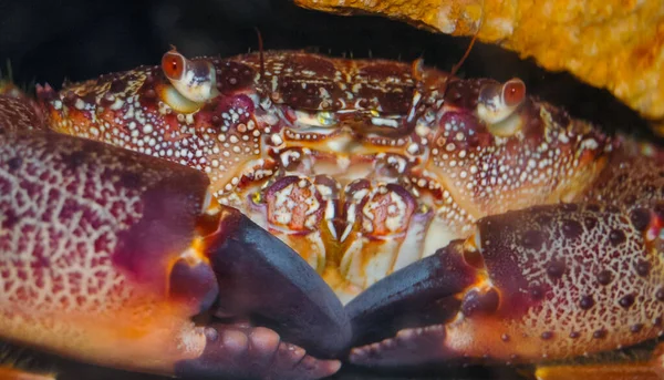 Eriphia Verrucosa Aussi Appelé Crabe Verruqueux Crabe Jaune Mer Noire — Photo