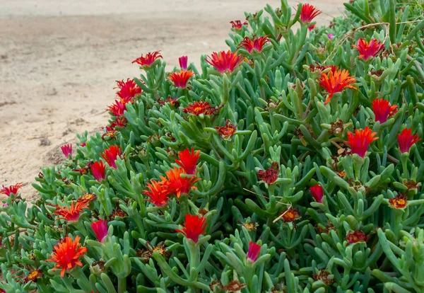 Malephora Crocea Cobertura Solo Planta Ornamental Com Flores Vermelhas Perto — Fotografia de Stock