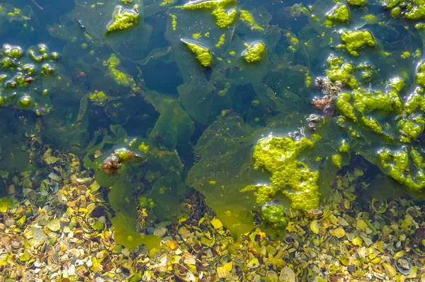 Velká Akumulace Zelených Řas Ulva Enteromorpha Mělkém Zálivu Eutrofizace Moři — Stock fotografie