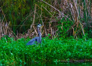 Balıkçıl balıkları avlar. Blue Heron (Egretta caerulea), Florida 'nın orta kesiminde bir gölet. ABD 'nin Kuşları