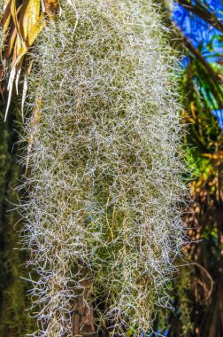 Büyük ağaçlardaki epifiz bitkisi bulutlu mavi bir gökyüzüne asılır. Louisiana, Usa